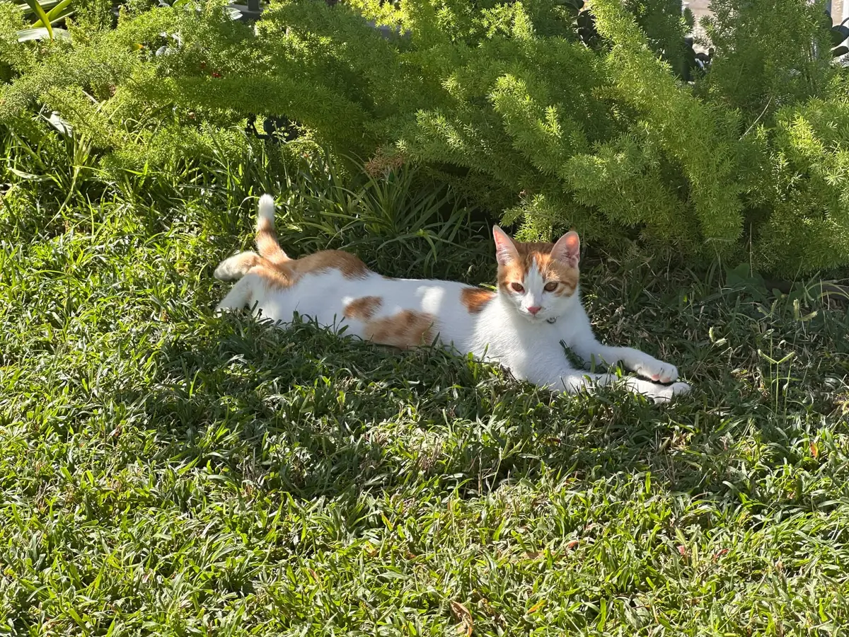An orange and white cat resting in the garden