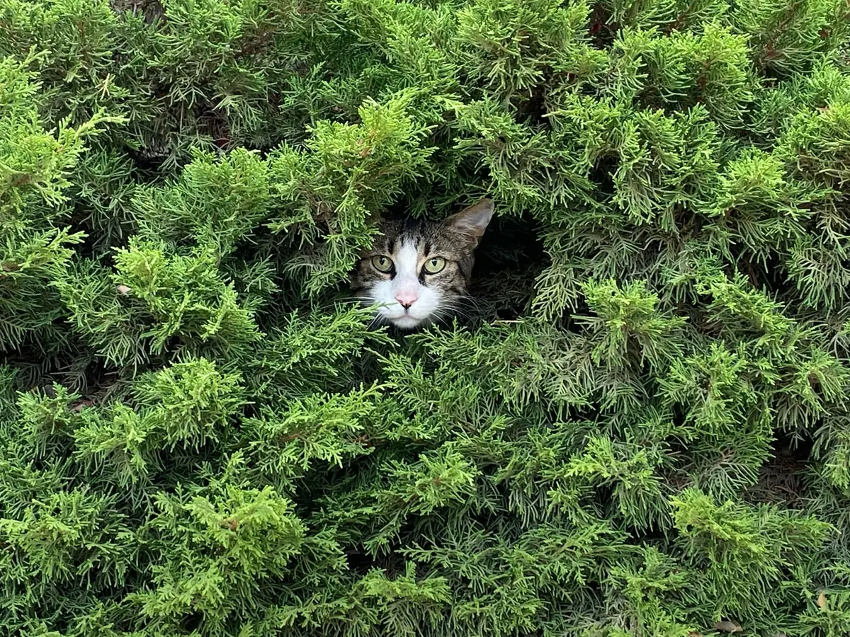 A cat looking through a garden hedge
